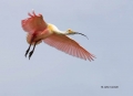 Roseate-Spoonbill;Spoonbill;Breeding-Plumage;Flight;Flying-bird;One-animal;Close